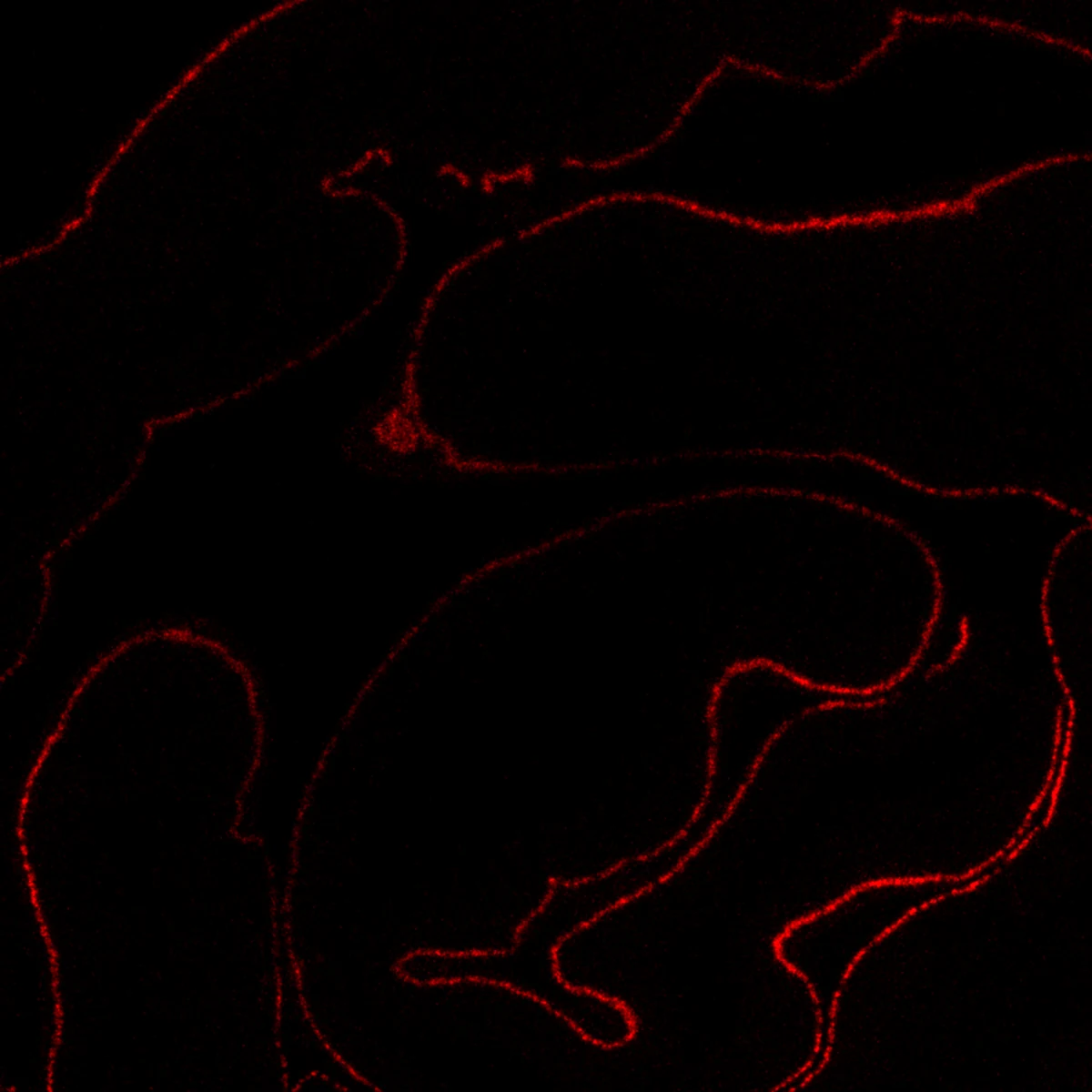 Stem cell marker signal in the same intestine tissue section